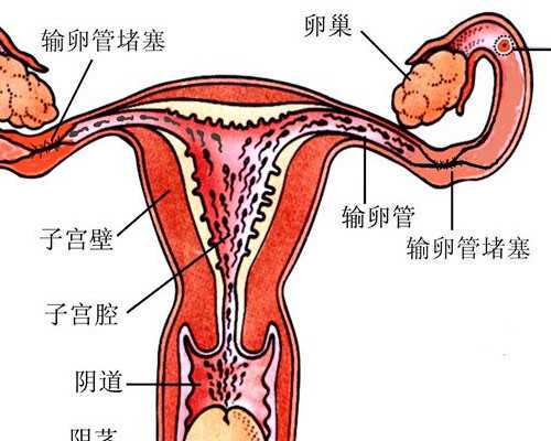 石家庄三代供卵代怀,2026石家庄借卵做试管男孩多少钱？十五万够不够？